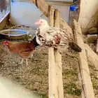 دجاج وديوك (( عربي ))