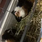 جوز غيني بيج - Guinea Pig