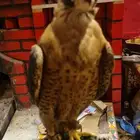 صقر شاهين شيهانة جبلي جبلية