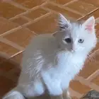 تبوك قطه بتبوك