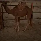 قعود سمين ع حليب امه