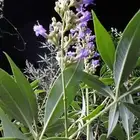 بذور شجرة كف مريم