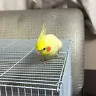 كروان زوج للبيع