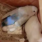 للبيع انثى روز بايضه منتجه عند راعيه الاول