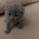 Scottish fold
