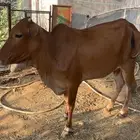 بقر للبيع