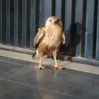 طير عقاب للبيع مستعجل