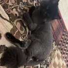 قطط صغيرة من أم نوع Himalayan وأب شيرازي