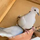 حمام هولندي كرست