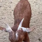 عناق ذبيحه سمينه ومقفله شحم