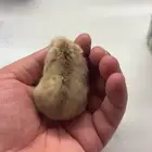 هامستر ونتر وايت