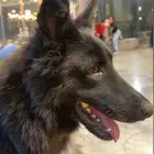 جيرمن ذكر بلاك