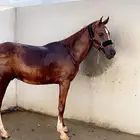 خيل شعبي للبيع