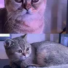 قطه بريتش شورت هير