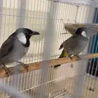 للبيع بلبول بلدي