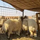 رخال ذبايح طيبه