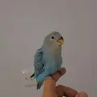 ببغاء روز اليف وهدد