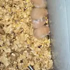 للبيع همستر العمر شهرا