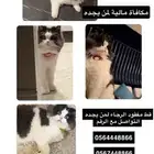 قط مفقود مكافأة ماليه لمن يجده
