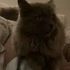 قط ضايع ف العقيق