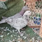 جوز مصري توه مجوز