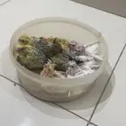 فروخ كروان الوان مميزه واحجام جامبو