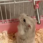 هامستر انثى ونتر وايت