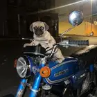 جرو بق مستوى عالي