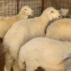 ذبايح طليان مع الذبح والتوصيل