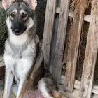 جيرمن سيبل انثى للحراسة