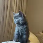 سكوتش ستريت للبيع