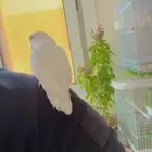 ذكر روز البينو الايف وجاهز لتزاوج العمر فوق السنه