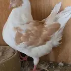 كنق مودينا العدد 10