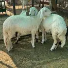 رخال سواكنيات