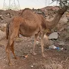 ناقة ملاقي البيع علي السوم