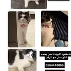 اعلان_قطك_المفقود