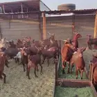 تيوس وجفير دهم