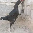 دجاجة شامو الماني هزاز