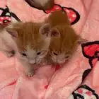 كيتن شراري أمريكي