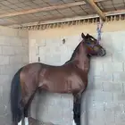 حصان شيخ. ابن قصورة المضلوم