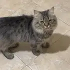 قط شيرازي للبيع