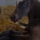 مهره شعبيه شيخه