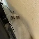 بستي تم تبنيها من محل الي عنده يقول