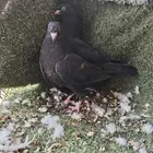 طبات رام بوري وجوز رام بوري