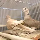 حمام ياكريم