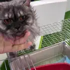 قطة للتبي اليف جدا مع كامل اغراضها