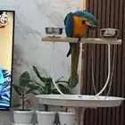 فرخ مكاو حجل ذهبي راس الطير