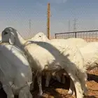 العبدالله للذبايح