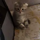 3 قطط سكوتش العمر 5 اسابيع