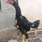 فروخ شامو الماني هزاز